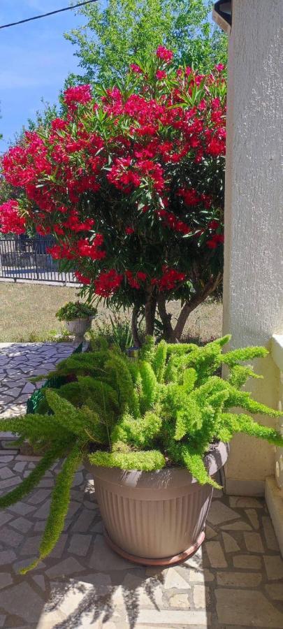 Villa Kadinela, 200M From Kamenjak, Huge Quiet Garden With Barbecue, 2 New Kitchens 프레멘투라 외부 사진